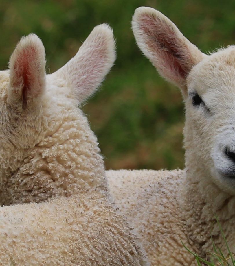 Stonebridge City Farm